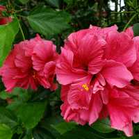 處處花香味【花蓮吉安】峇里情人渡假別墅