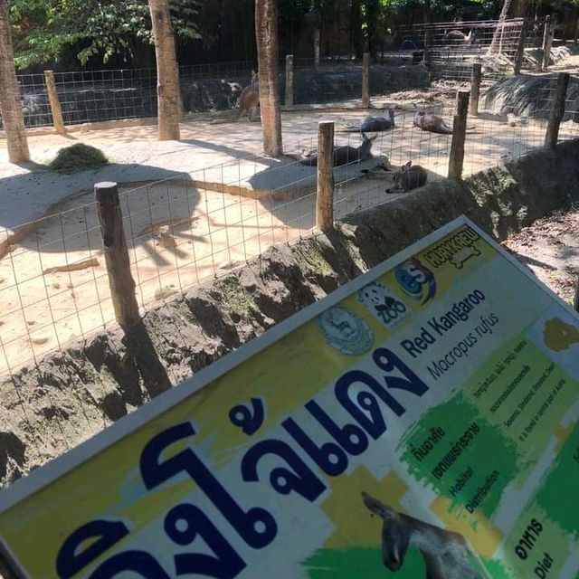 🦩🦘 Chiang Mai Zoo 🦥 🐘