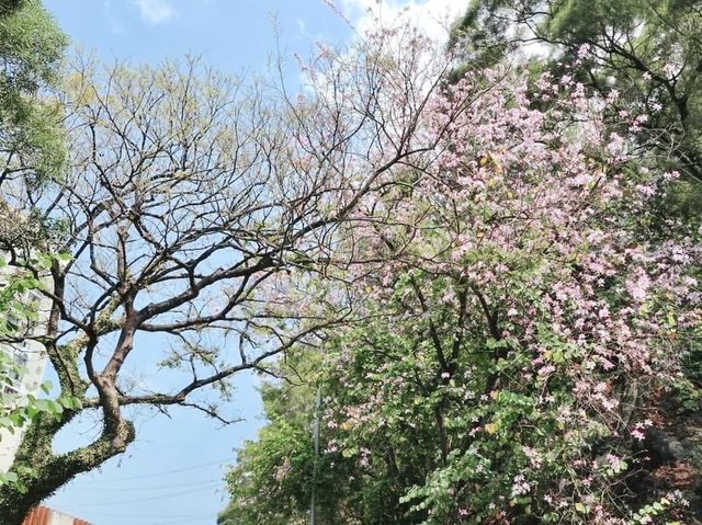 城門谷賞花好去處