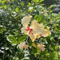 親子好去處｜香港動植物公園賞花攝影遊🌺