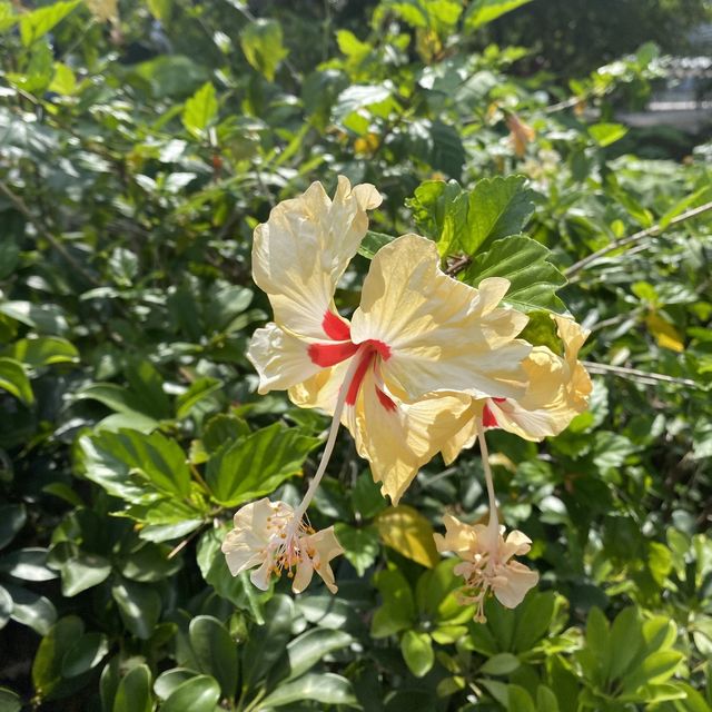 親子好去處｜香港動植物公園賞花攝影遊🌺