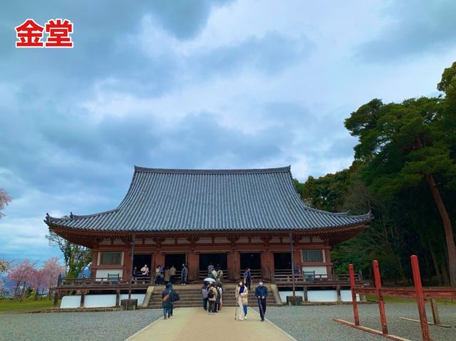 京都　SAKURA 桜めぐり❗️醍醐寺　伽藍の桜に感動❗️