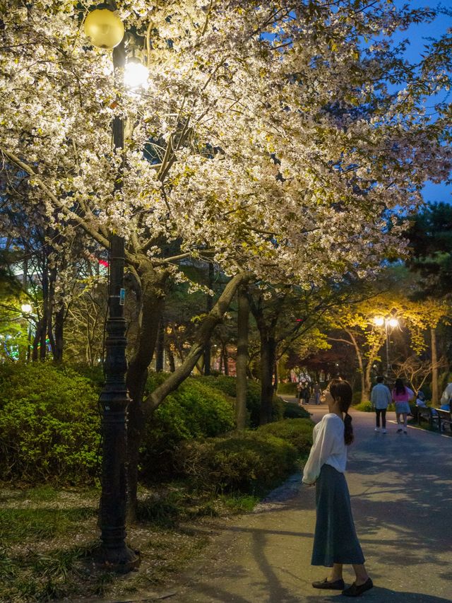 서울 벚꽃 야경 명소는 석촌호수🌸