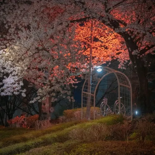 🌸밤의 벚꽃이 예쁜 [부산, 온천천]🌸