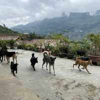 Ninh bình - Sapa 