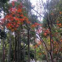 百年古蹟餐廳🌿隱藏台北市區的「森林秘境餐廳」-1915荷造場