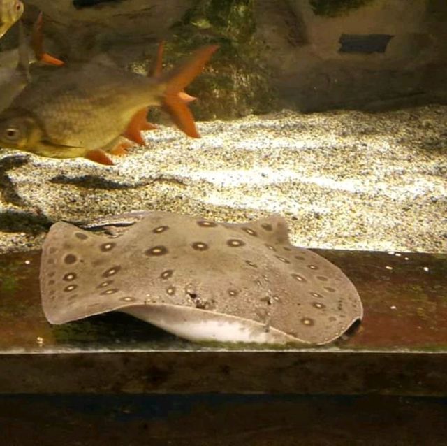 ชมโลกใต้ท้องทะเล ที่ Jeju Aqua Planet 🦈🐠🐙🐡🐟