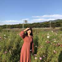 부산 코스모스 보러 가기 좋은 곳, '삼락생태공원'