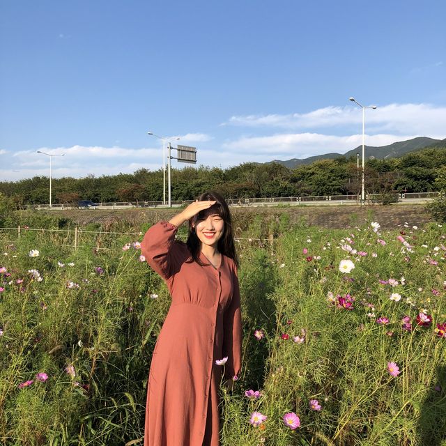 부산 코스모스 보러 가기 좋은 곳, '삼락생태공원'