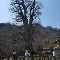 용문산 등산 여행기