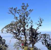 national park in Chiangmai 