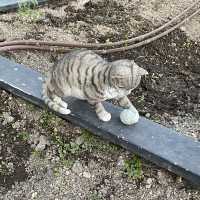 【 好可愛的小貓咪藝術裝置 】