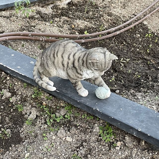 【 好可愛的小貓咪藝術裝置 】 【 好可愛的小貓咪藝術裝置 】