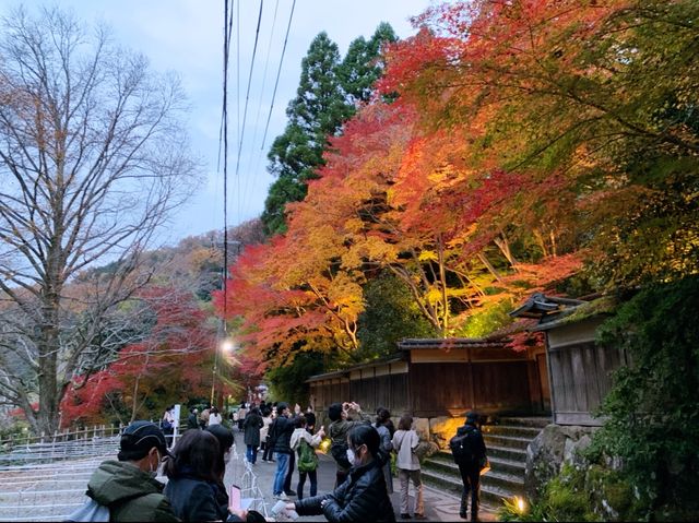 京都[紅葉めぐり]   幻の紅葉　瑠璃光院