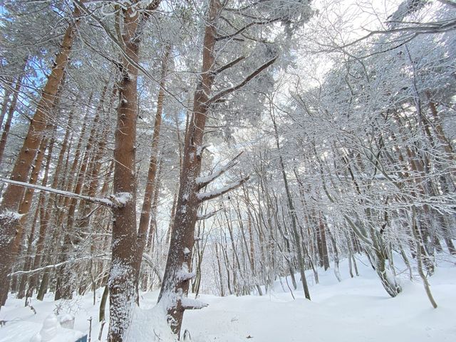 한라산에서 볼수 있는 눈꽃
