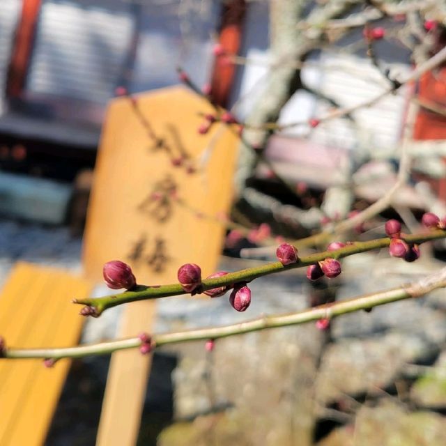 【久能山】ちょっと早い梅の花