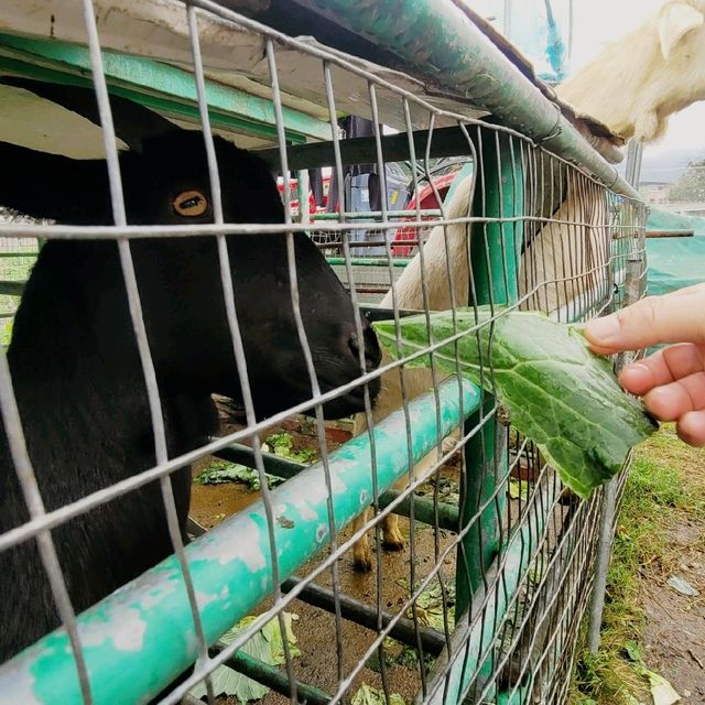 親親小動物~ 朗屏士多啤梨園 
 親親小動物~ 朗屏士多啤梨園