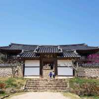 [병산서원] 안동 벚꽃 나들이 가볼만한 곳