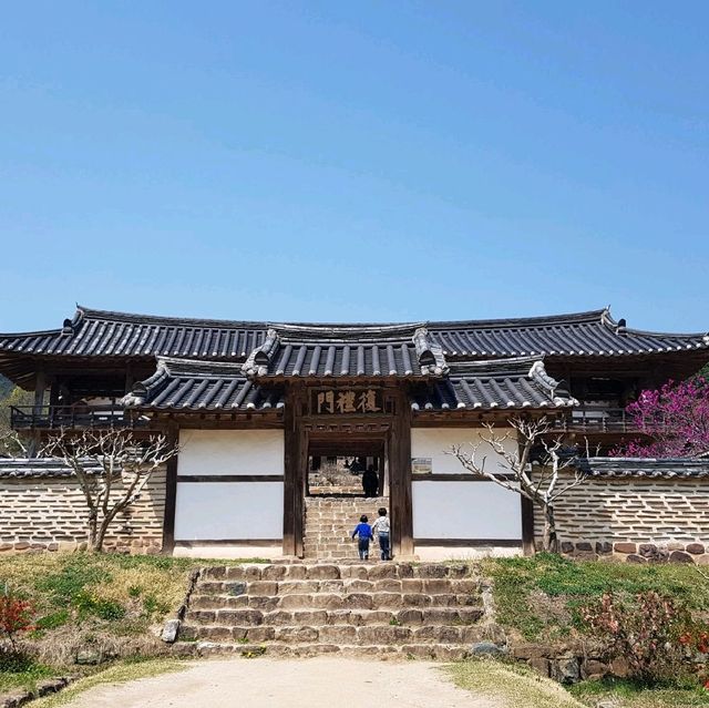 [병산서원] 안동 벚꽃 나들이 가볼만한 곳