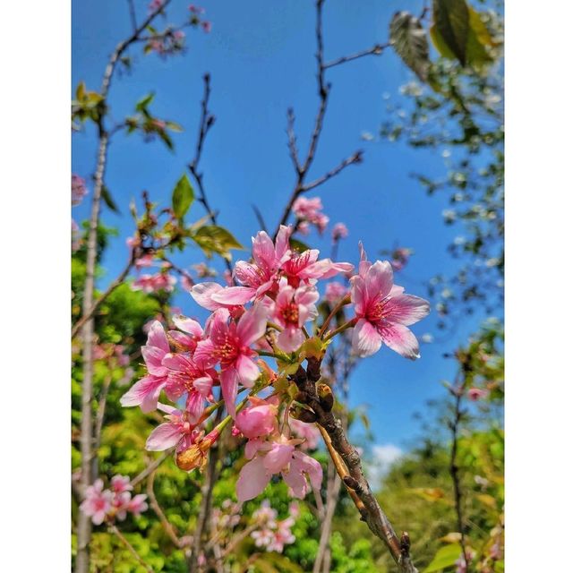 富士櫻。單車公園