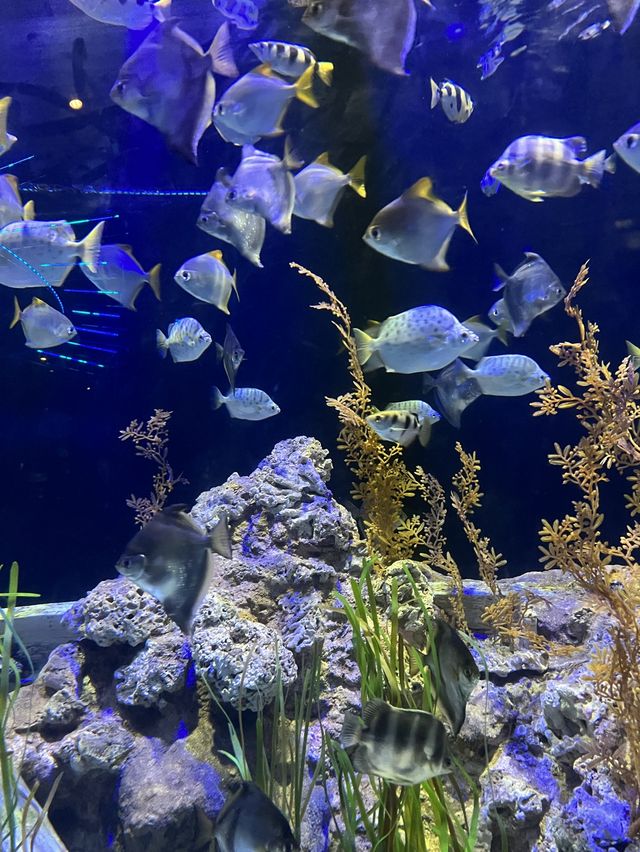 Family day at the aquarium