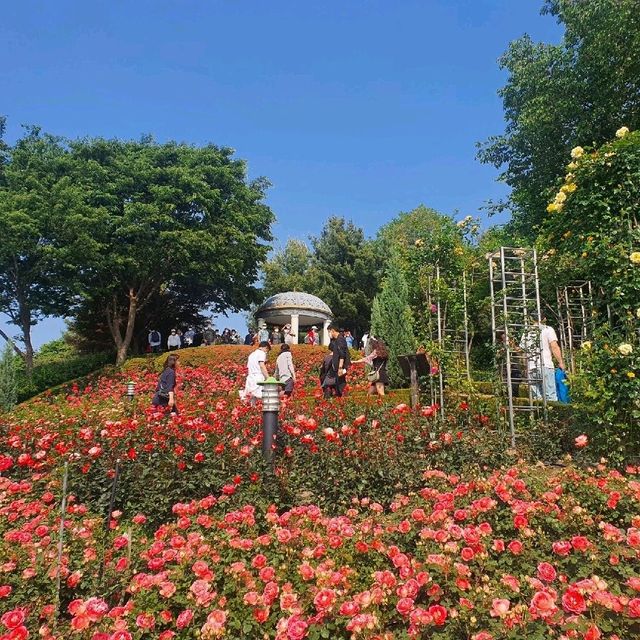 부천 도당산 백만송이 장미축제🌹