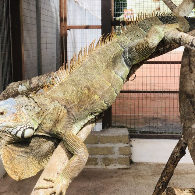 Mini Zoo of Kuala Krai