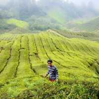 Cameron Highland 