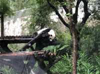 安くて広い駅近動物園🐼