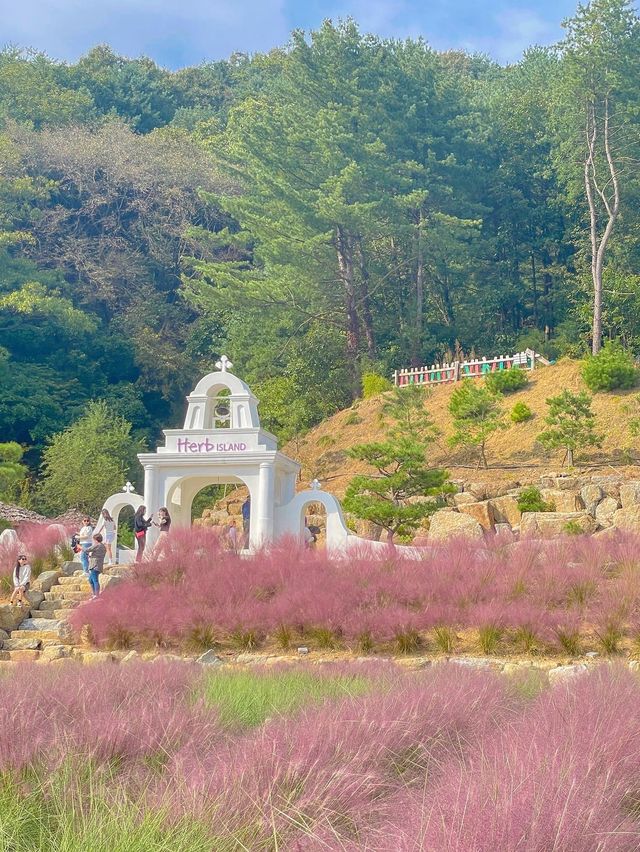 핑크 뮬리 명소는 포천에 있는 허브아일랜드💖