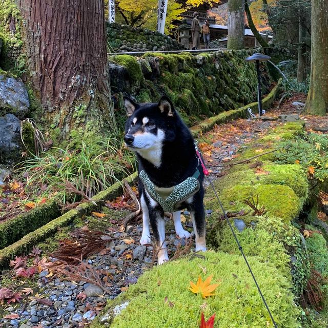 紅葉が素晴らしく　即身成仏のミイラがある珍しいお寺