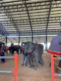 โลกของช้าง 🐘 สุรินทร์ซิตี้