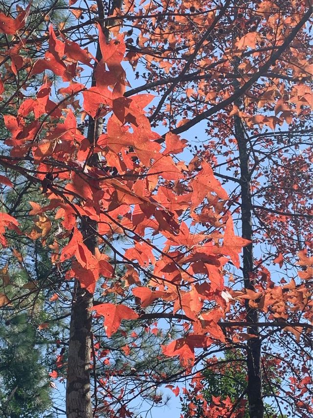 【突襲大棠楓香林？！意想不到的偶遇紅葉🍁】