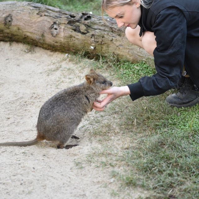 近距離接觸袋鼠和樹熊的動物園