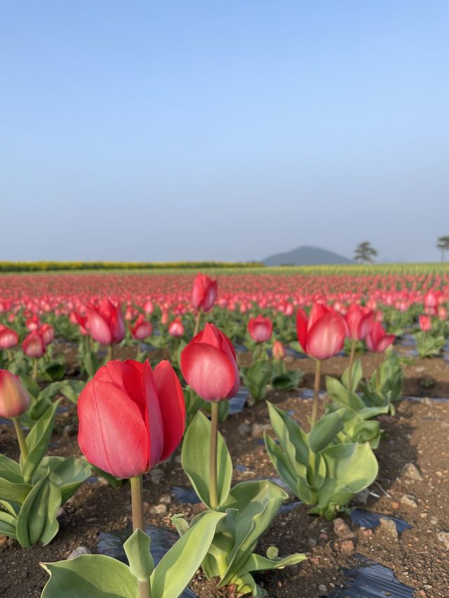 제주 보롬왓, 튤립 꽃밭에서 인생샷 어때요🌷📷