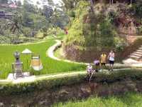 Ubud Rice fields 🍚 🌾 BALI 
