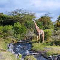 Hello! welcome to walking safari in Tanzania 