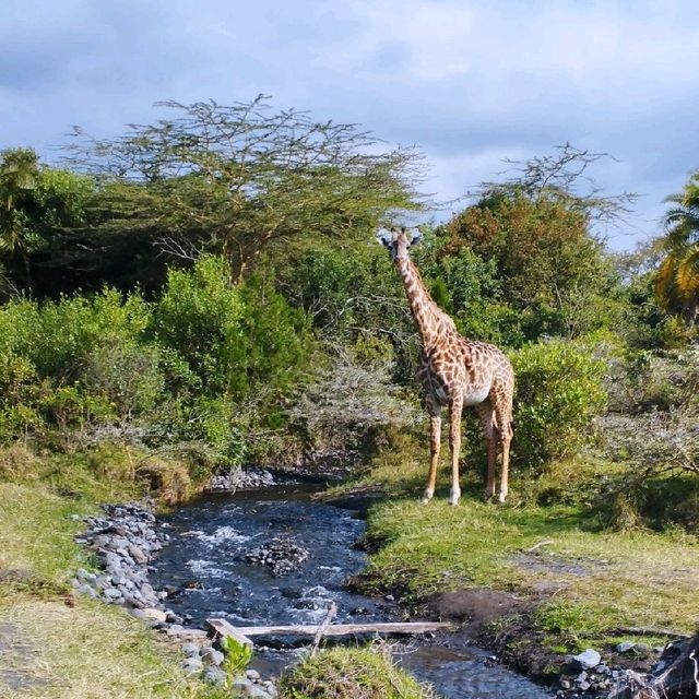 Hello! welcome to walking safari in Tanzania 