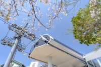 横浜エアーキャビンと桜の花