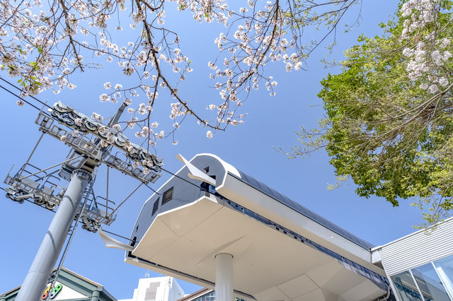 横浜エアーキャビンと桜の花
