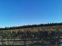 Visit the Napa Valley winery and try it out when you come to Napa Valley.