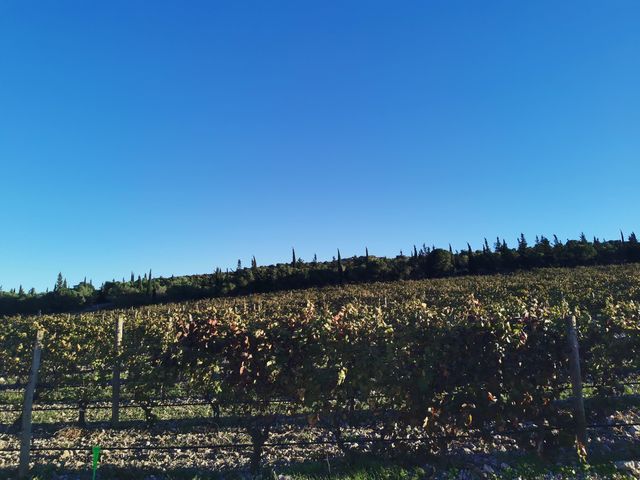Visit the Napa Valley winery and try it out when you come to Napa Valley.