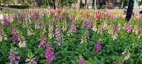 2023 Flower Viewing Destination | Lupins in Tin Shui Wai Park is in Full Bloom