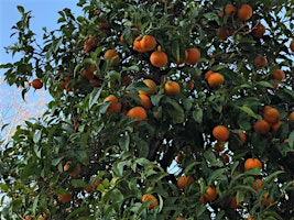 Cuenta la Naranja Urbana | Plaça del Mercadal