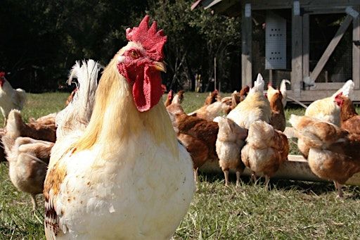 Backyard Chicken Class | UF/IFAS Extension - Brevard County