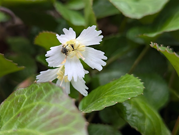 Native Bees and the Habitats They Require | The North Carolina Arboretum