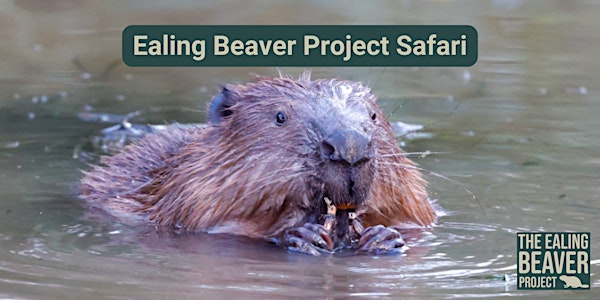 Ealing Beaver Project Safari | Ealing Beaver Project - Walk and Safari meeting point