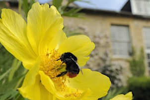 Wilder Gardens Workshop: Introduction to Wildlife Gardening | Sevenoaks Wildlife Reserve - Kent Wildlife Trust