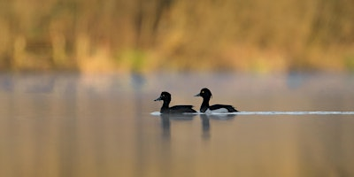 Short & Slow Birding Stroll - Nature Discovery Centre, Wednesday 12 August | Nature Discovery Centre