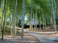 The bamboo forest